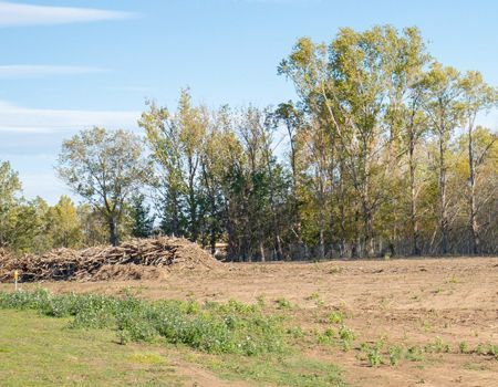 A field with trees in the background and a pile of hay in the foreground.