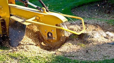 A yellow stump grinder is grinding a tree stump in a lawn.