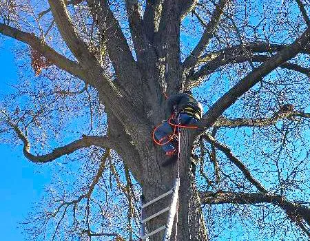 Worker in a safety harness on a ladder trimming branches high in a leafless tree against a blue sky