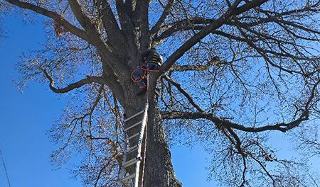 A man is climbing up a tree with a ladder.