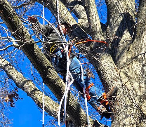 A man is climbing up a tree with ropes.