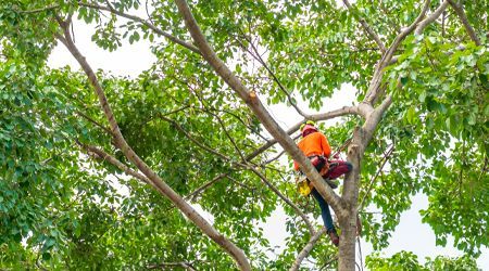 A man is climbing a tree with a chainsaw.