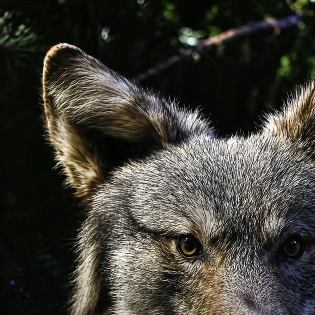 Musée d’animaux naturalisés