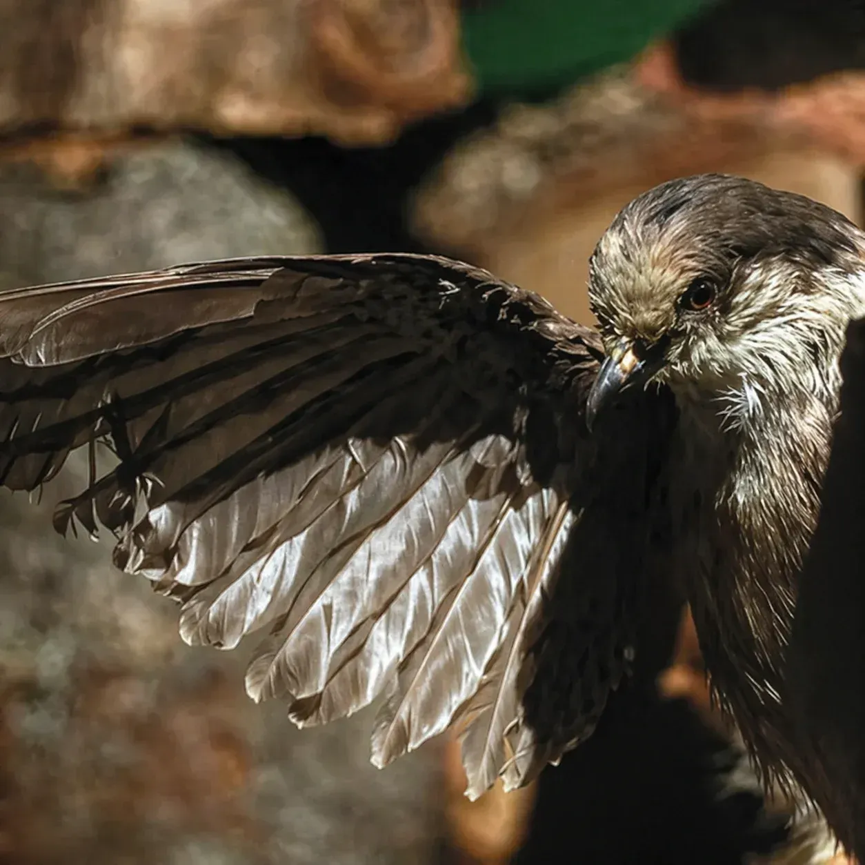 Musée d’animaux naturalisés