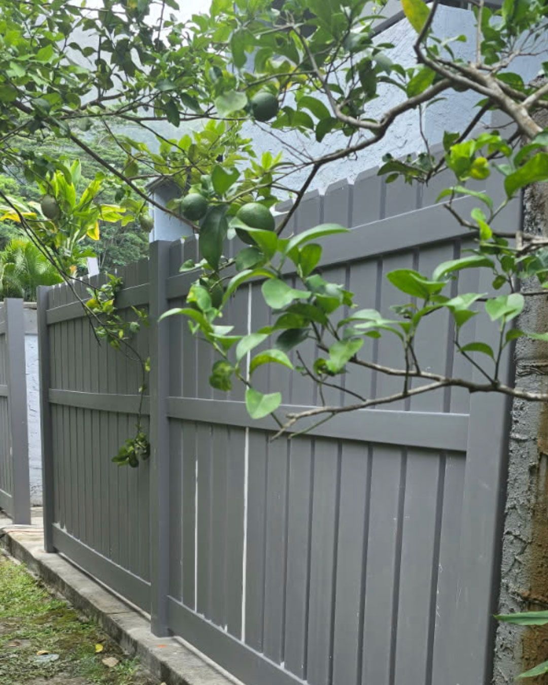 Gray wooden fence with green citrus tree branches overhead.