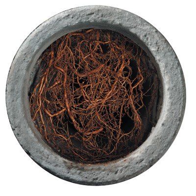 Roots — Erie, PA — AAA Sewer Service