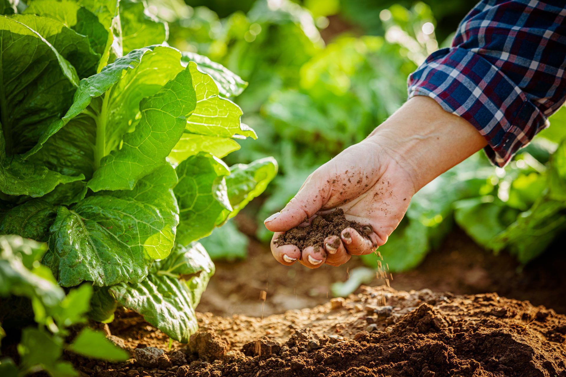 A person is pouring soil into a lettuce plant in a garden.