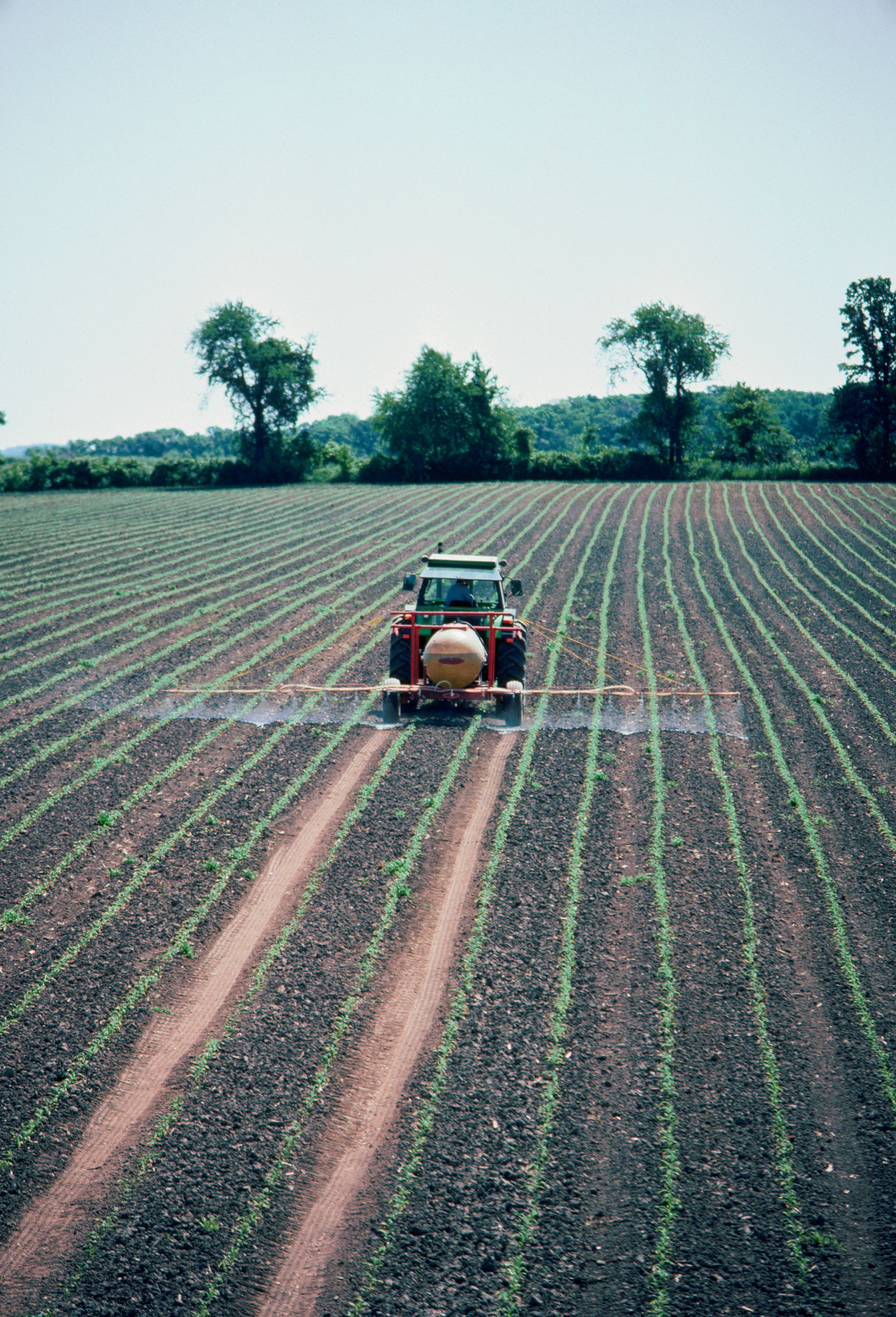 A tractor is spraying a field of plants with a sprayer.