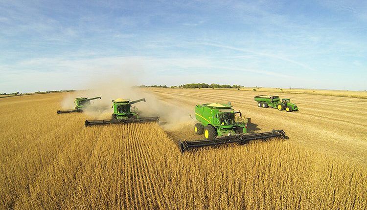 A person is pouring soil into a lettuce plant in a garden.