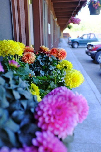 Beautiful flowers at the entrance of Golden North Inn at Fairbanks, Alaska
