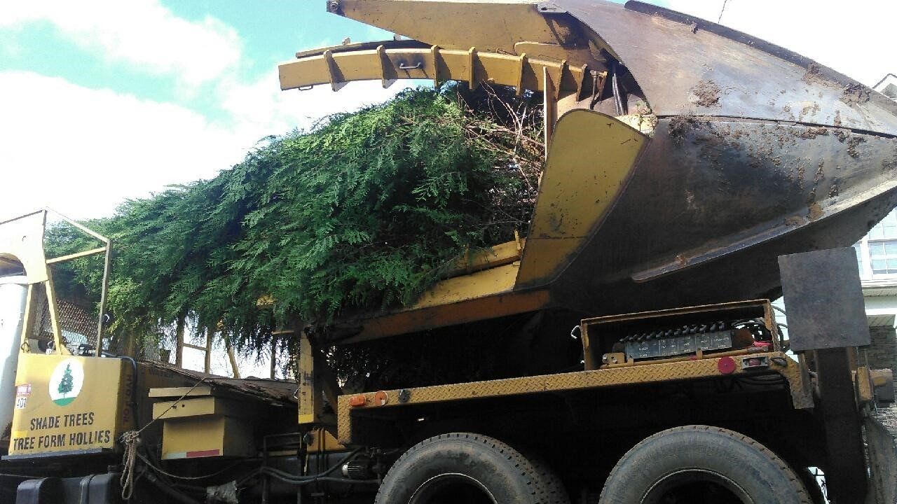 Tree in the Machine — Seneca, SC — Sheriff Landscaping