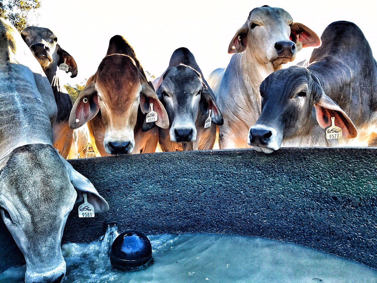 cows drinking water