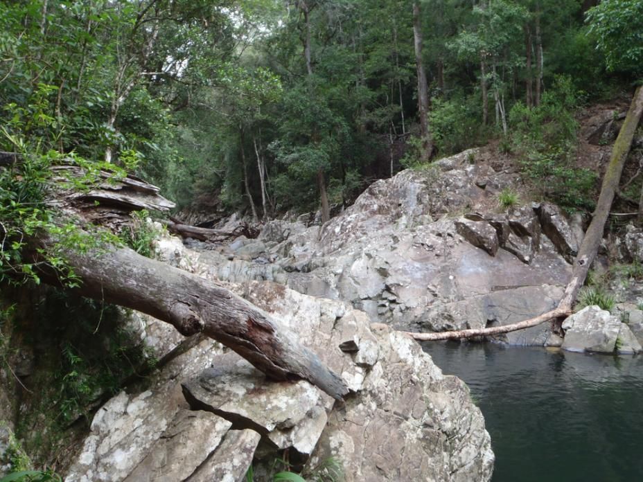 A Tree Branch Is Hanging Over A Body Of Water — Gold Coast City Plumbing In Mudgeeraba, QLD