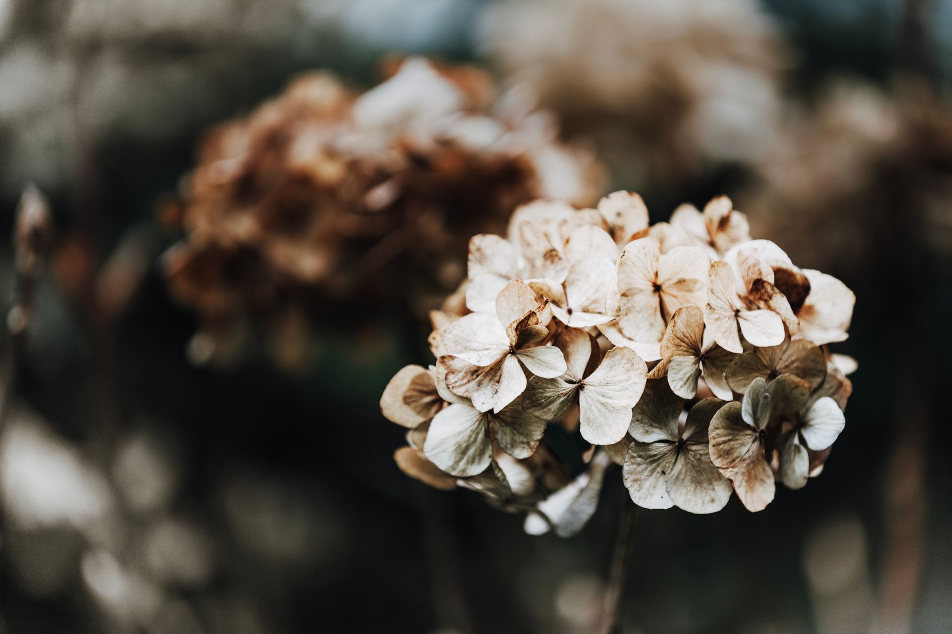 Dried, faded hydrangea flower heads in shades of tan and brown against a blurred background.
