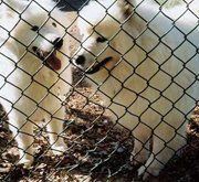 Dogs, Grooming Center in Warrenton, VA