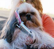 Dog with Cell Phone, Grooming Center in Warrenton, VA