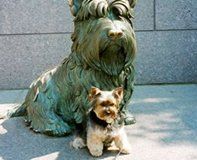 Dogwith a Statue, Grooming Services in Warrenton, VA