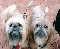 Dogs, Grooming Services in Warrenton, VA