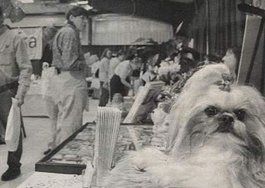 Article, Pet Grooming in Warrenton, VA