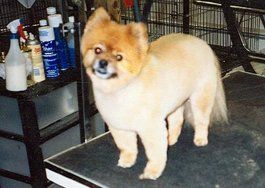 After, Pet Grooming in Warrenton, VA