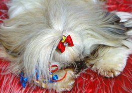 Dog Sleeping, Pet Grooming in Warrenton, VA