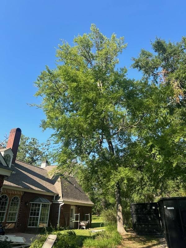 A house with a large tree in front of it.