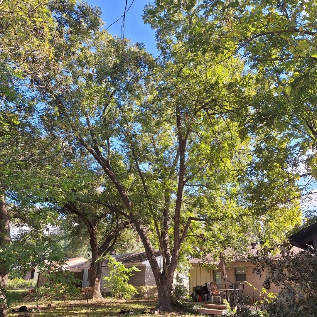 A large tree with lots of leaves is in front of a house.