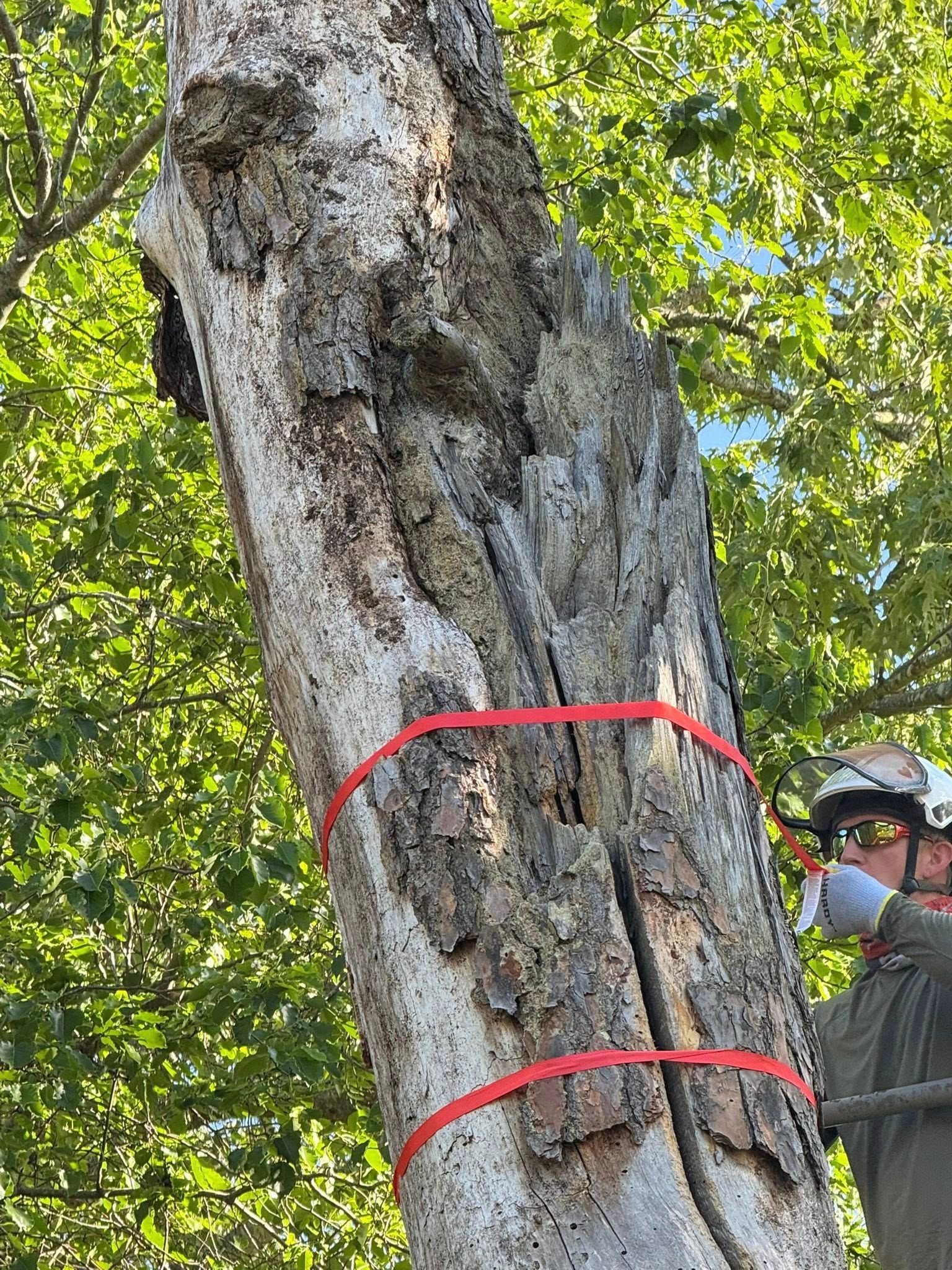 A man is standing next to a tree with a red tape around it.