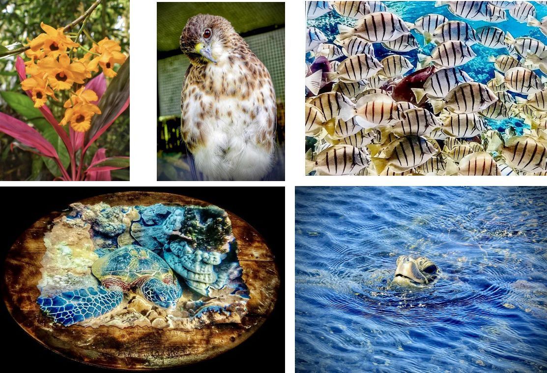 A collage of four pictures shows a bird , a flower , fish , and a turtle.