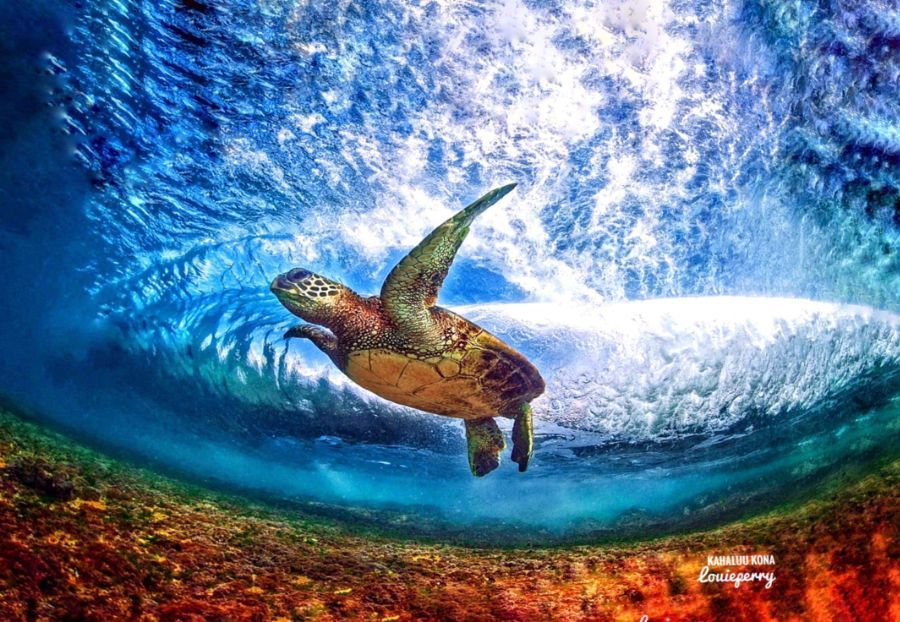 A sea turtle is riding a wave in the ocean.