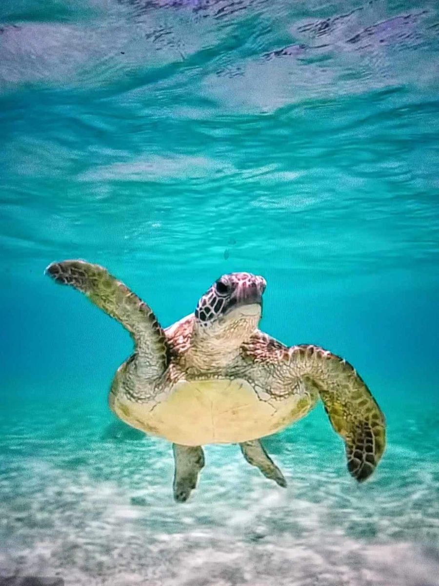 A sea turtle is swimming in the ocean.