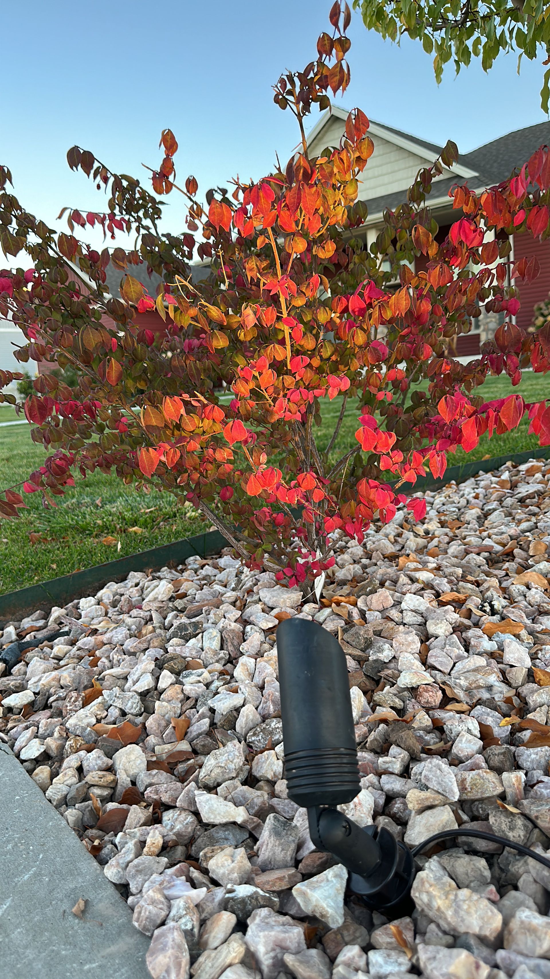 A tree with red leaves is surrounded by rocks and a light.