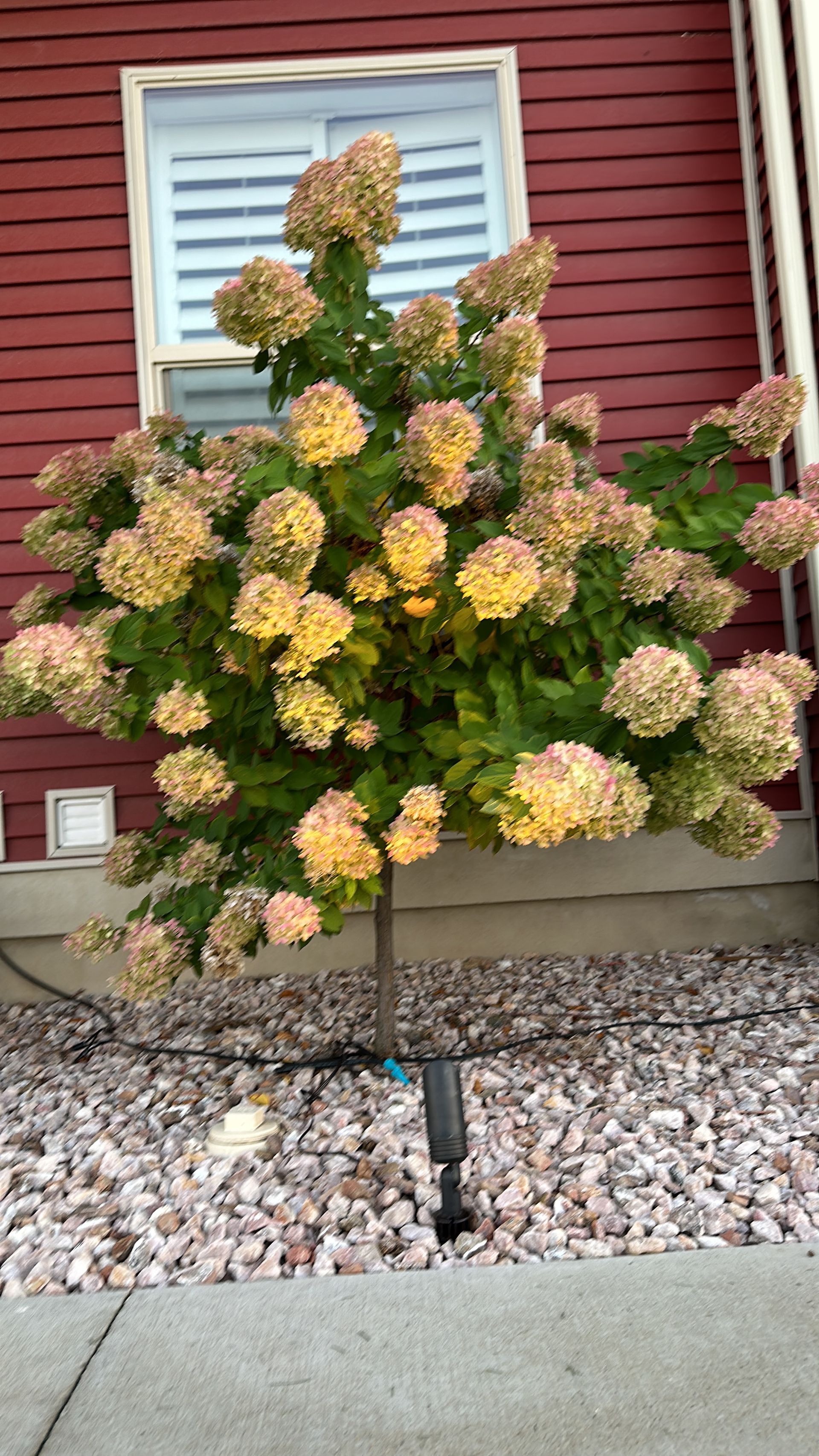 A small tree with lots of flowers is in front of a red house.