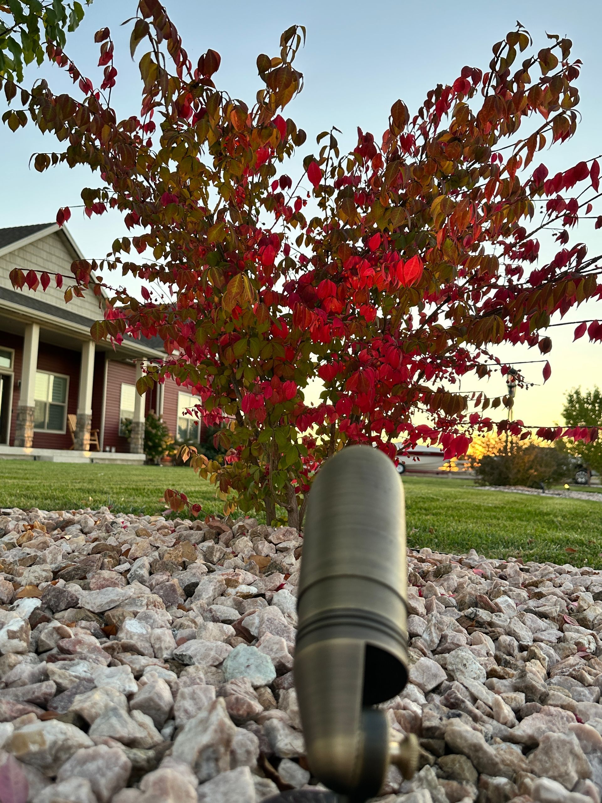 A tree with red flowers in front of a house
