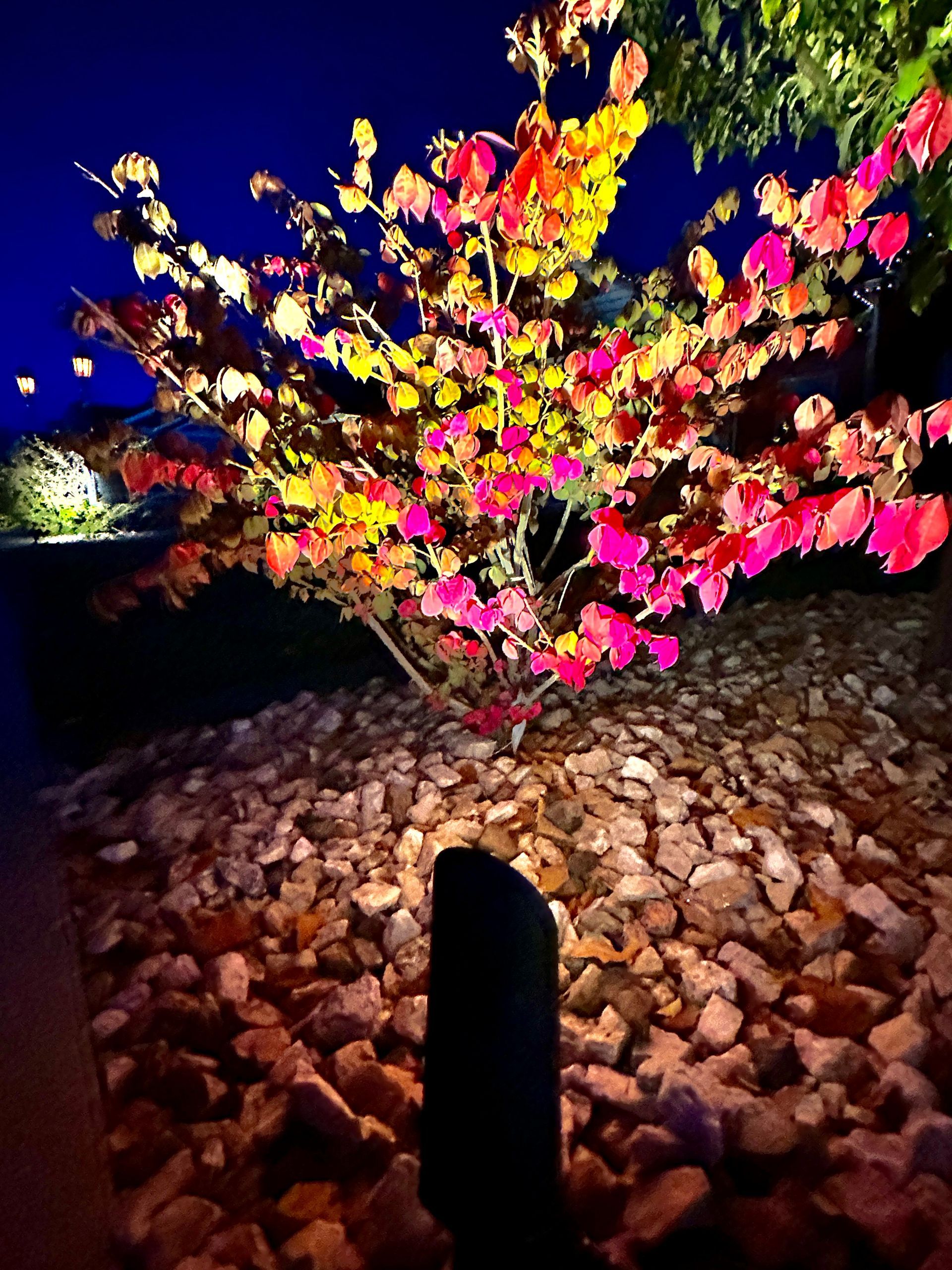 A tree with pink and yellow flowers is lit up at night.