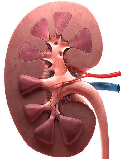 CLÍNICA UROMÉDICA LA PAZ