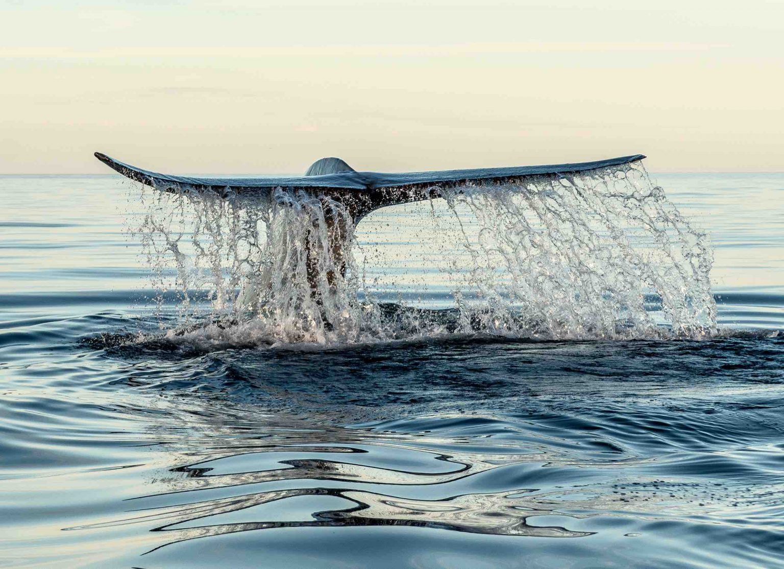 The tail of a humpback whale is splashing in the ocean.