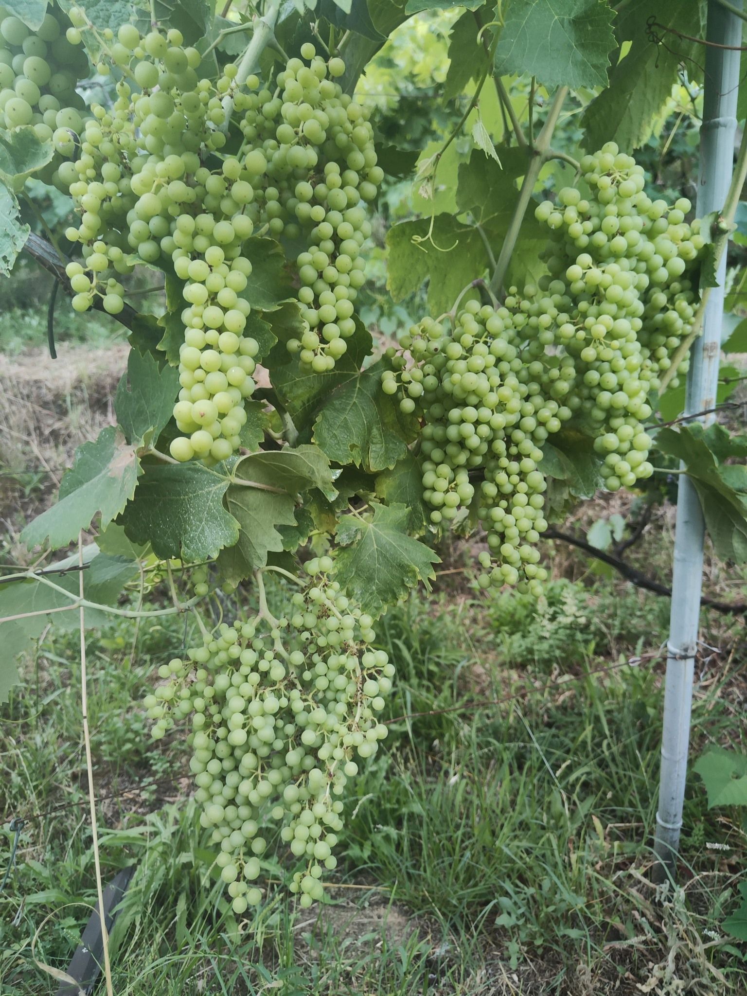 Uva verde appesa a una vite in un giardino.