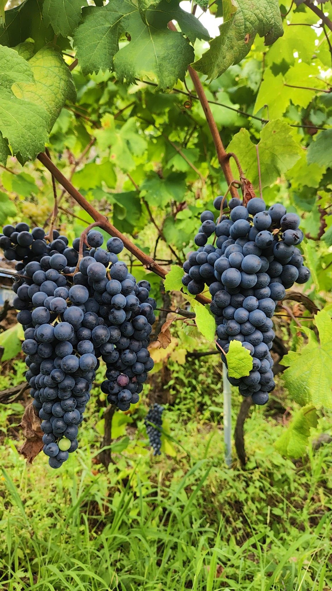 Grappoli d'uva viola scuro pendono dalle viti di un vigneto. Foglie verdi ed erba li circondano.
