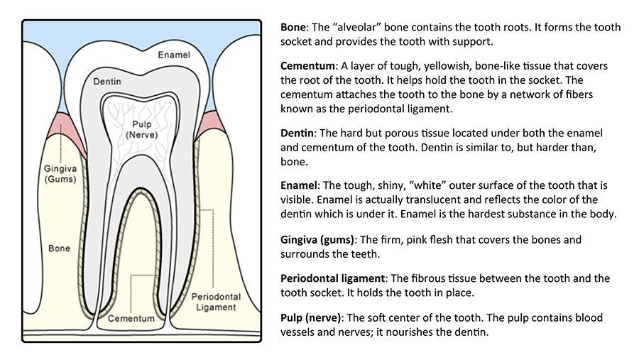 A diagram of a tooth with a lot of text on it