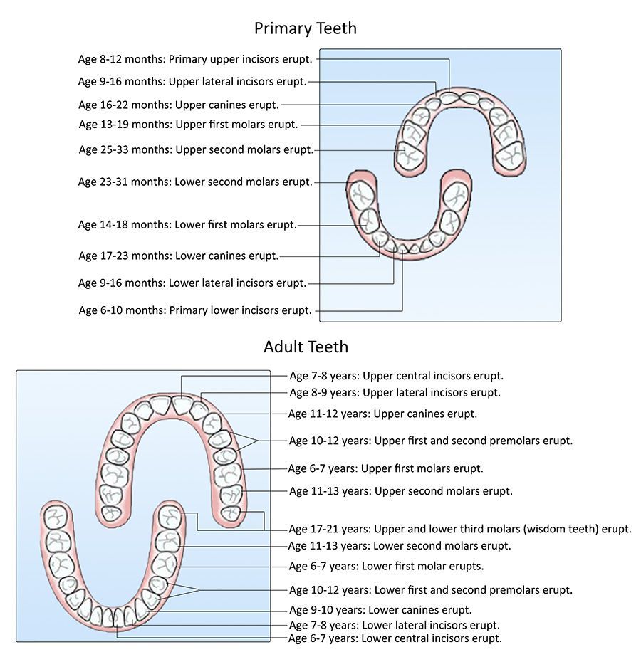 A diagram of a child's teeth and an adult's teeth