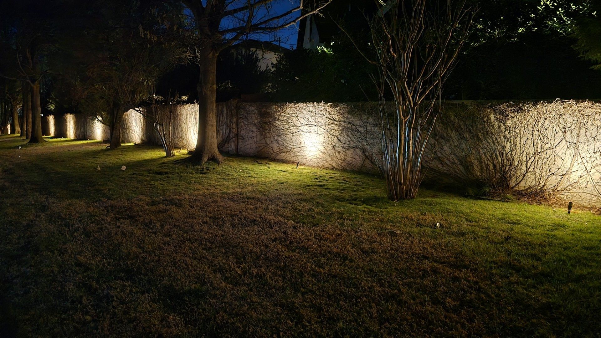 A line of trees in front of a stone wall, illuminated at night by warm-toned ground lights.