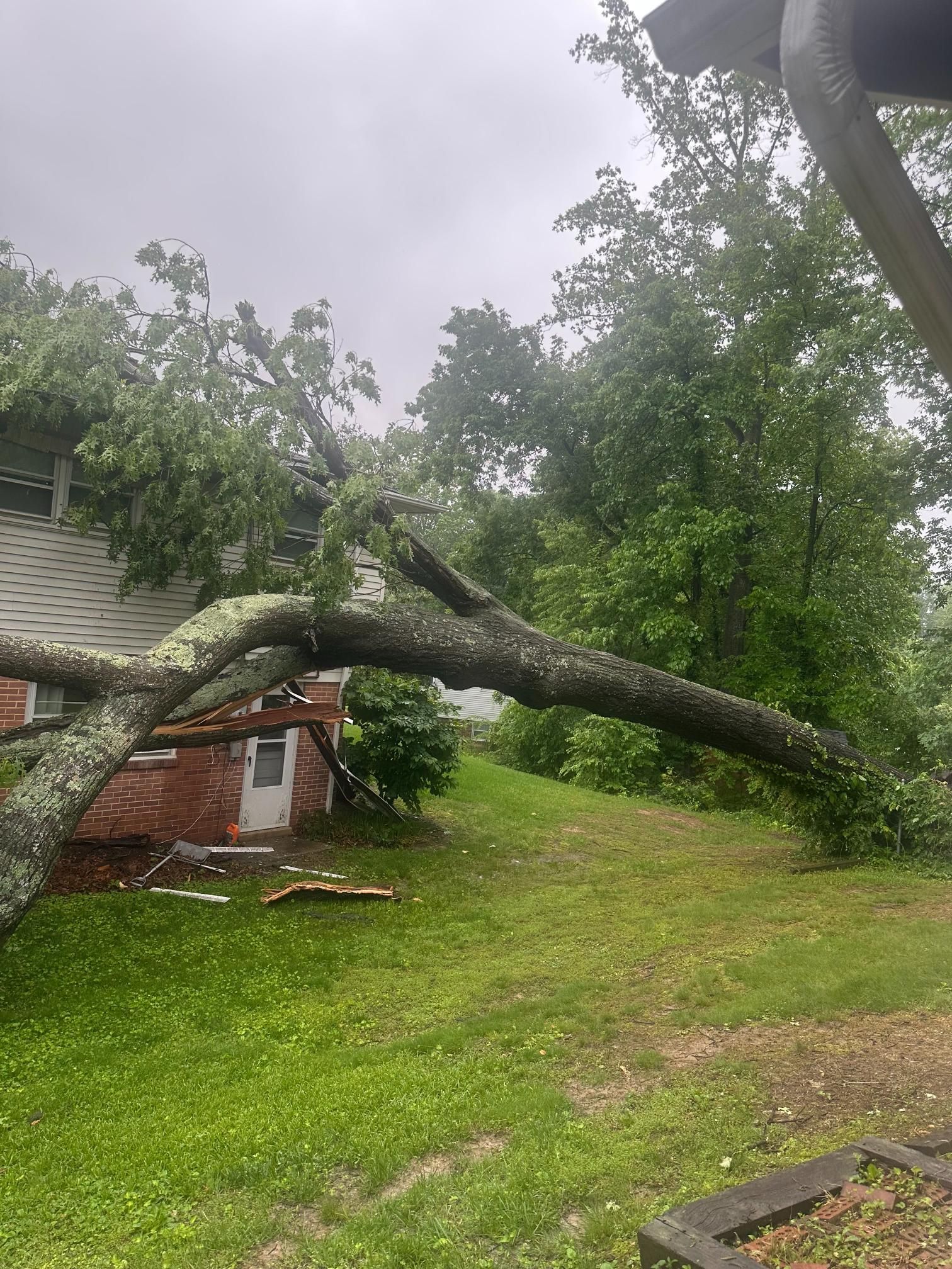 Fallen tree limb resting on a house roof in a grassy yard. Overcast sky.