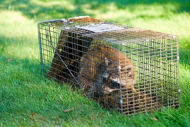 A raccoon is laying in a cage on the grass.