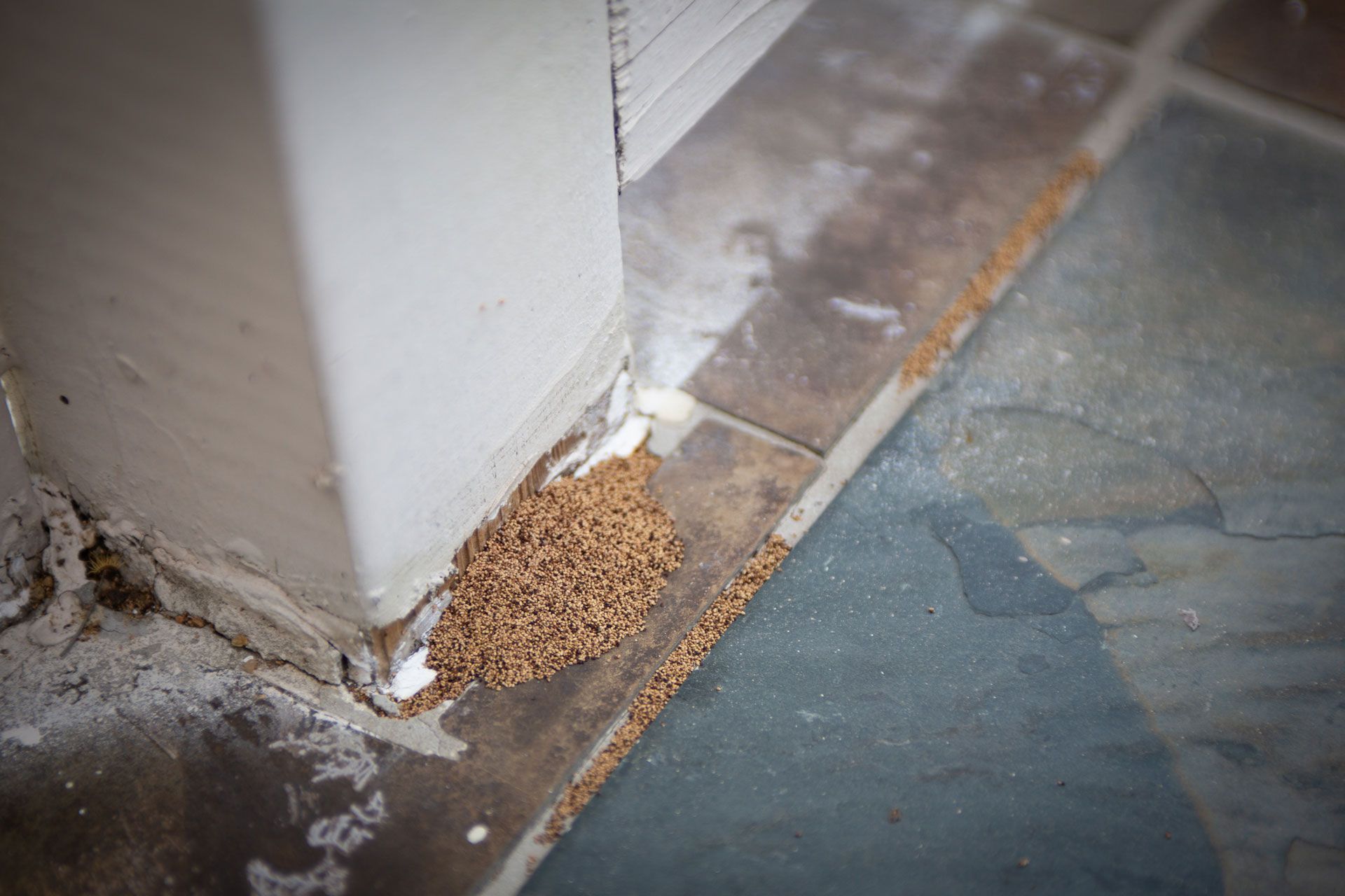 A close up of a termite mound on a tiled floor next to a wall.