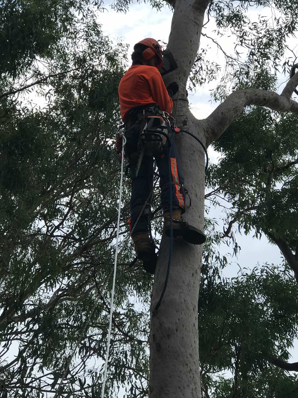 Man Cutting Tree Branches Using Chainsaw — DJK Landscaping & Maintenance in Sunshine Coast, QLD