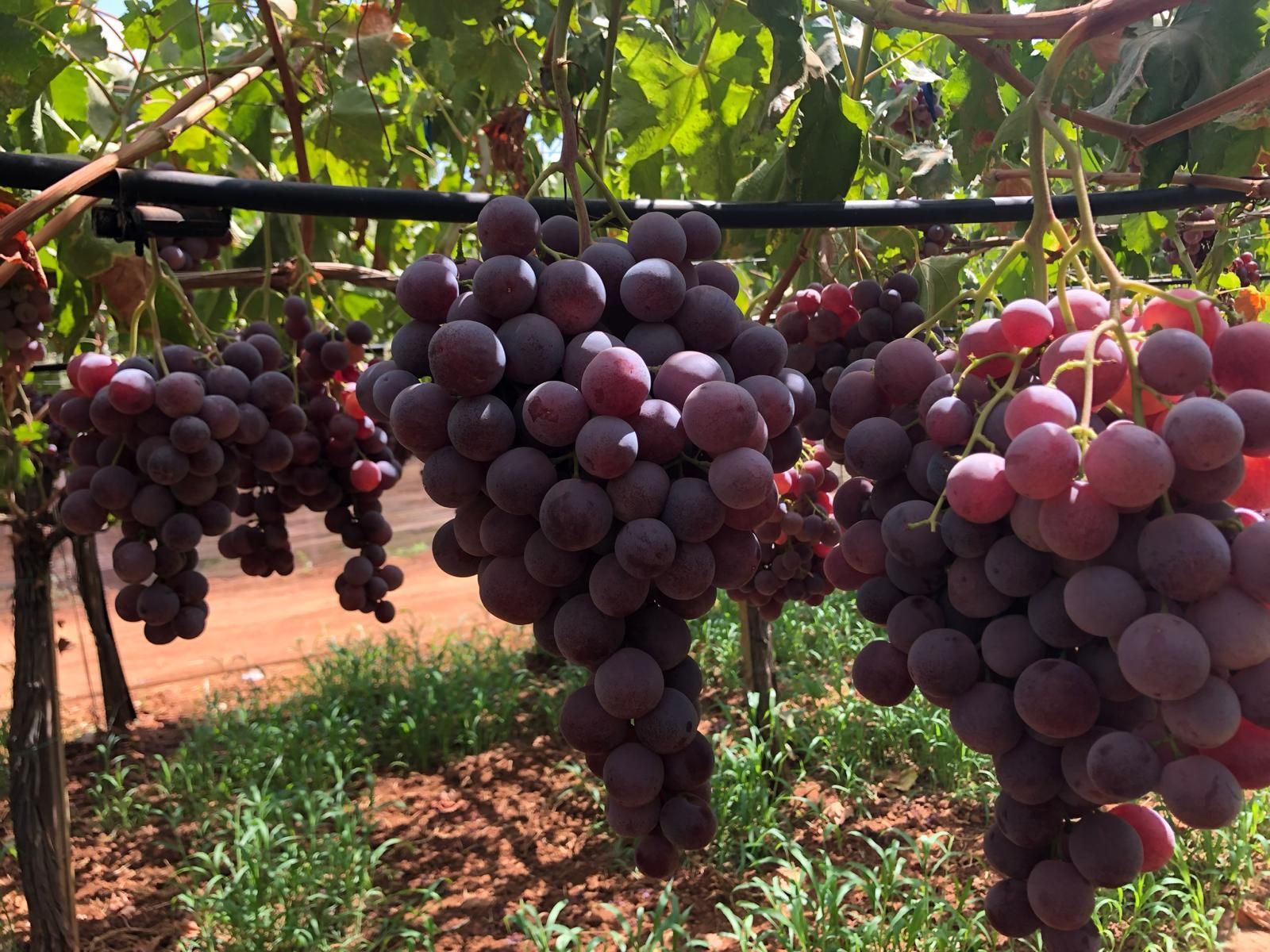 Un grappolo d'uva appeso a una vite in un campo