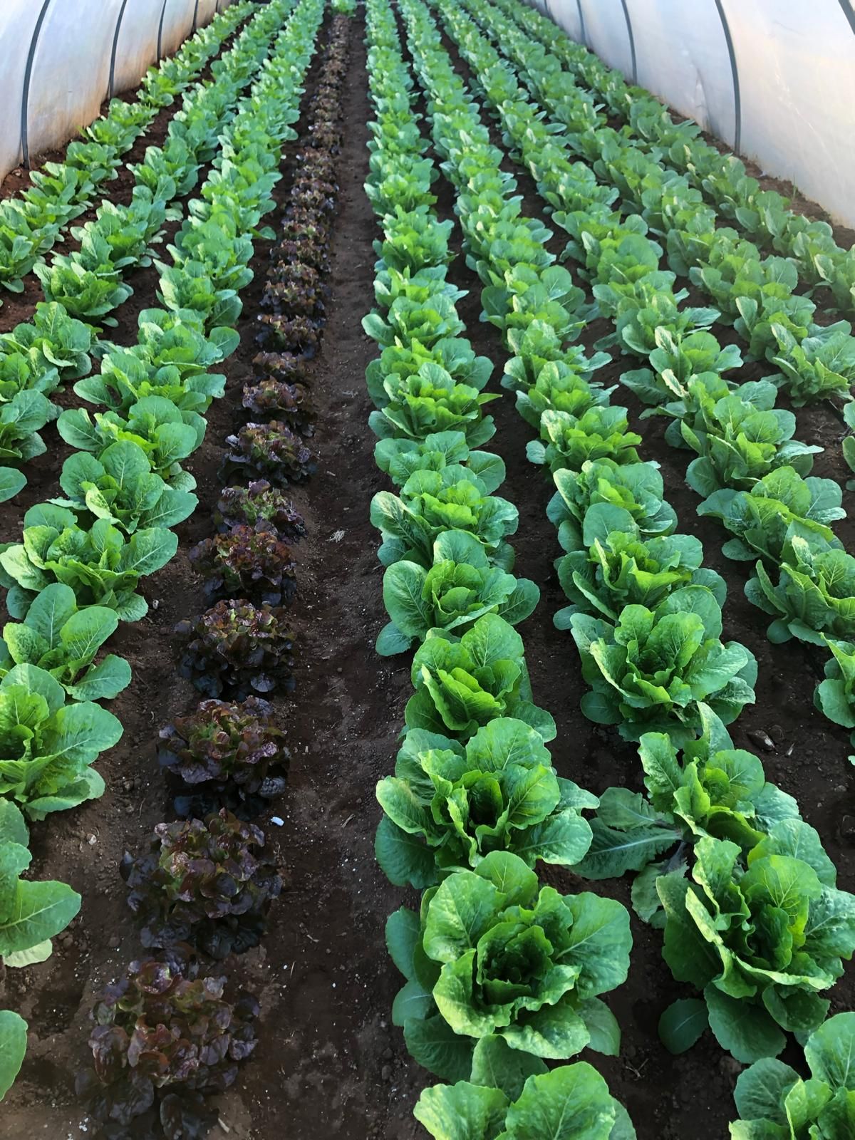 File di piante di lattuga che crescono in una serra