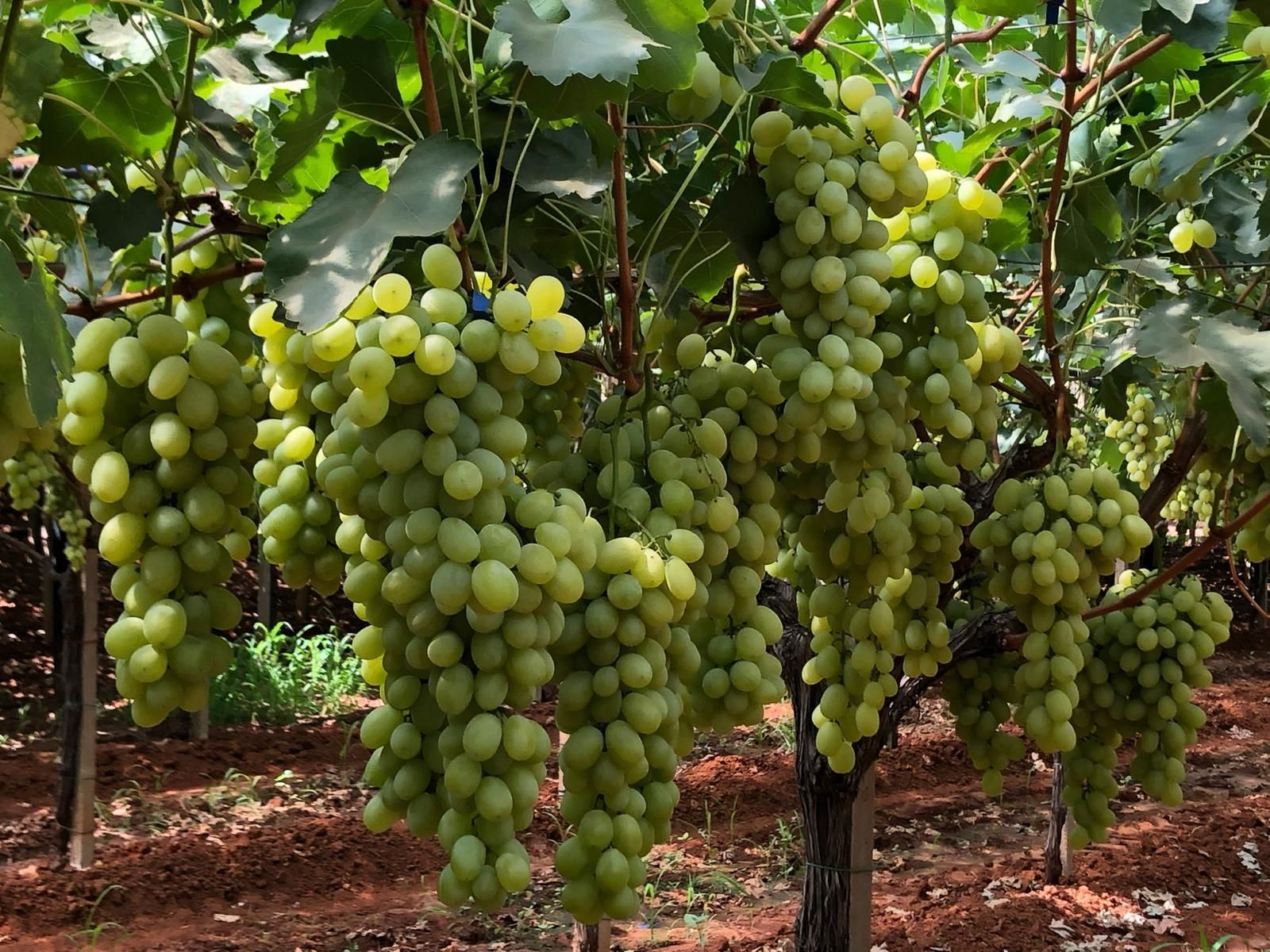 Un grappolo d'uva verde che cresce su una vite