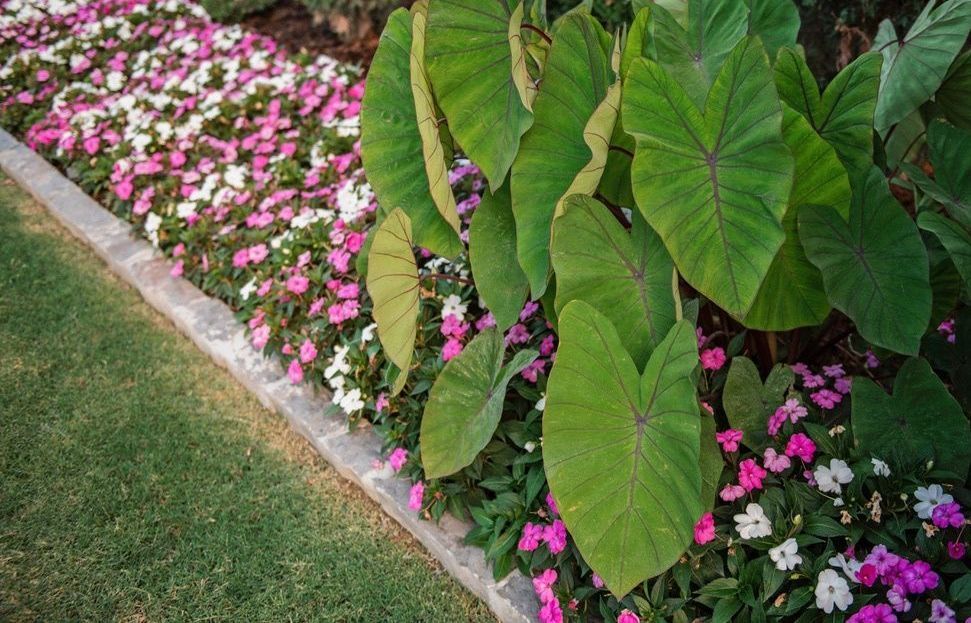 a pink and white flower bed with elephant ear plants